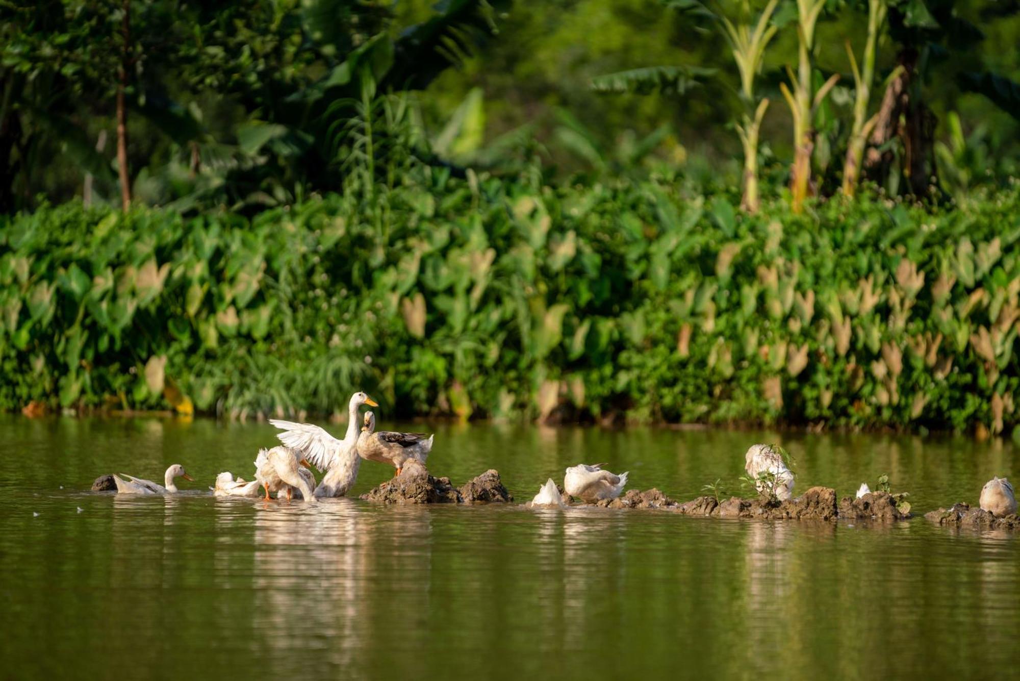 Tan Dinh Farmstay Ninh Binh Exterior photo